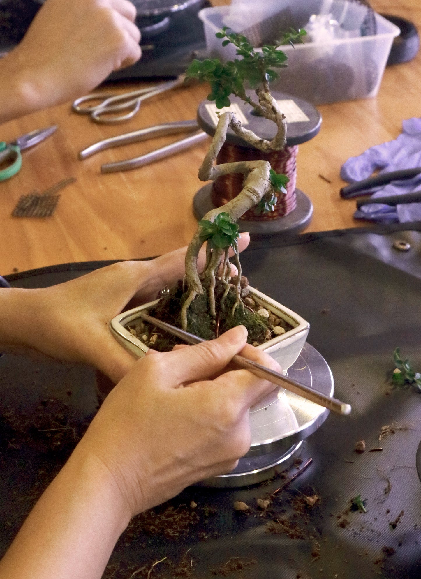 Bring your Bonsai Workshop