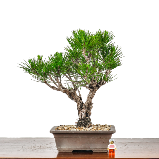 Japanese Black Pine Kuromatsu 日本黑松