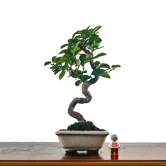 Chinese Quince Bonsai 木瓜盆栽