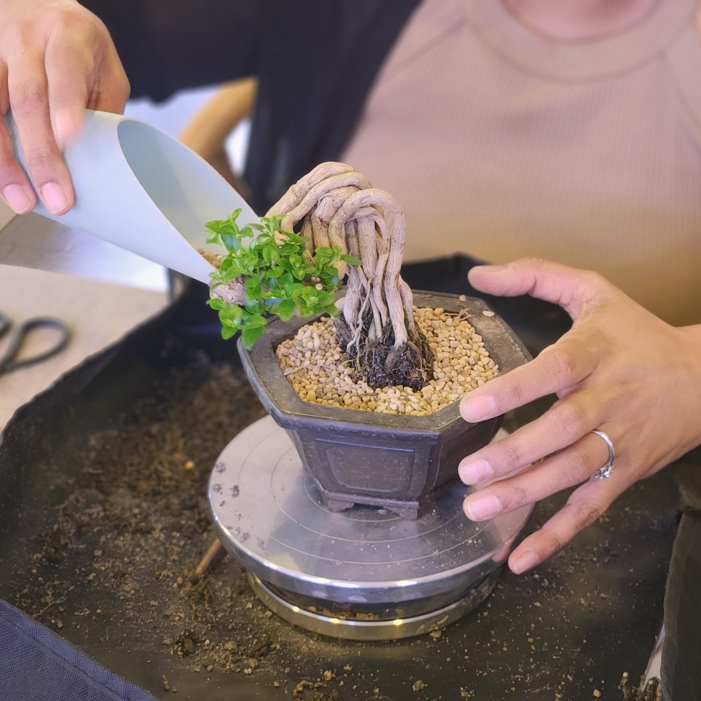 Bonsai Workshop for 2
