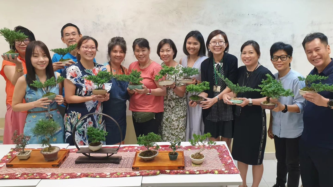 Bonsai Workshop Singapore: Is It Worth It for Beginners?