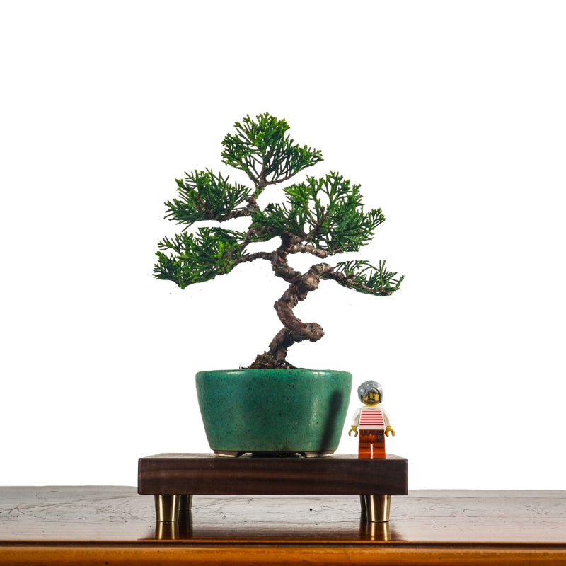 Buy Bonsai in Singapore: How to Choose the Right Bonsai Tree