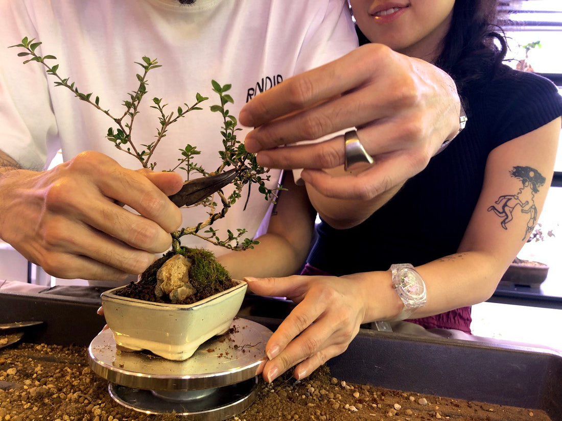 Bonsai Workshop Singapore: What to Expect, Costs & Who Should Join