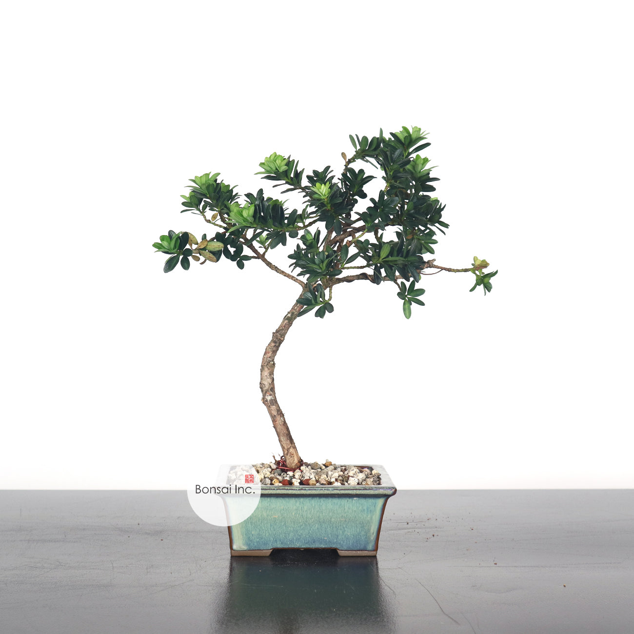 Buddhist Pine (Luck, Enlightenment, Spirituality)