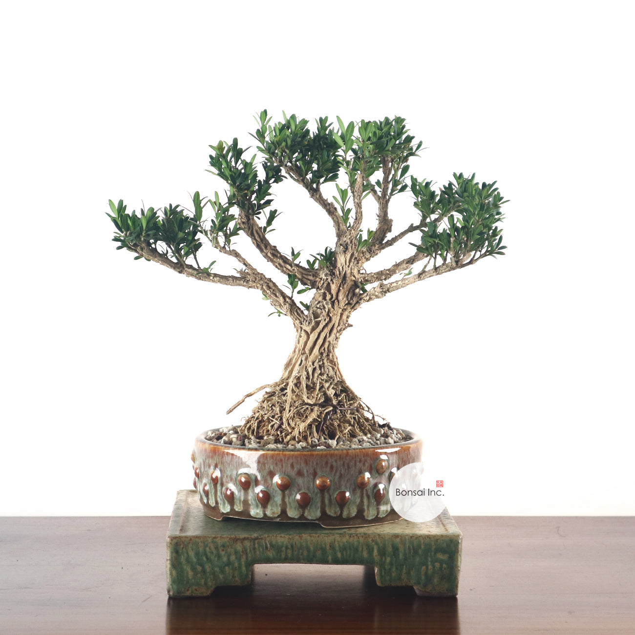 Buxus (Resilience, Strength, Wisdom)