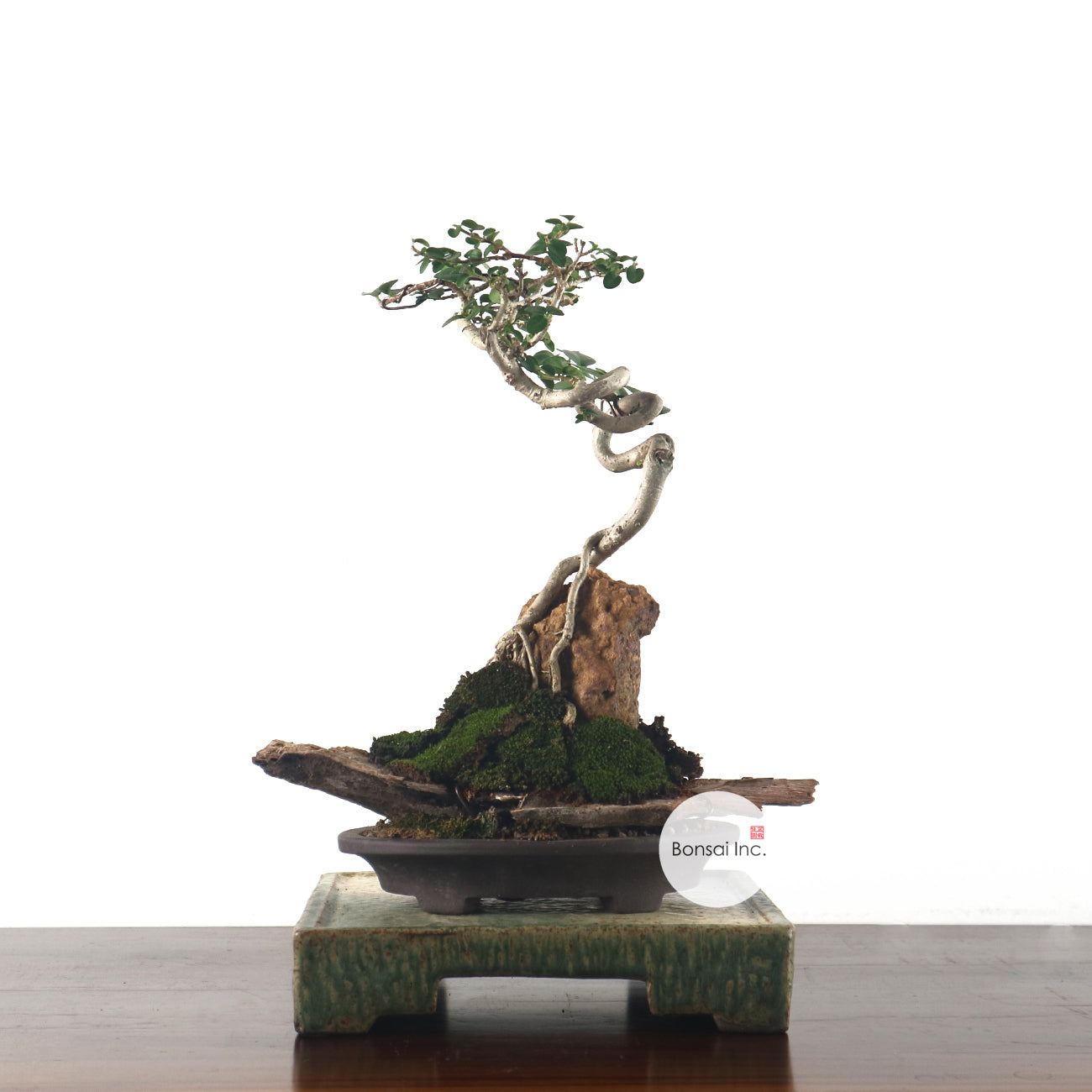 Premna serratifolia (Longevity, Vitality, Peace)