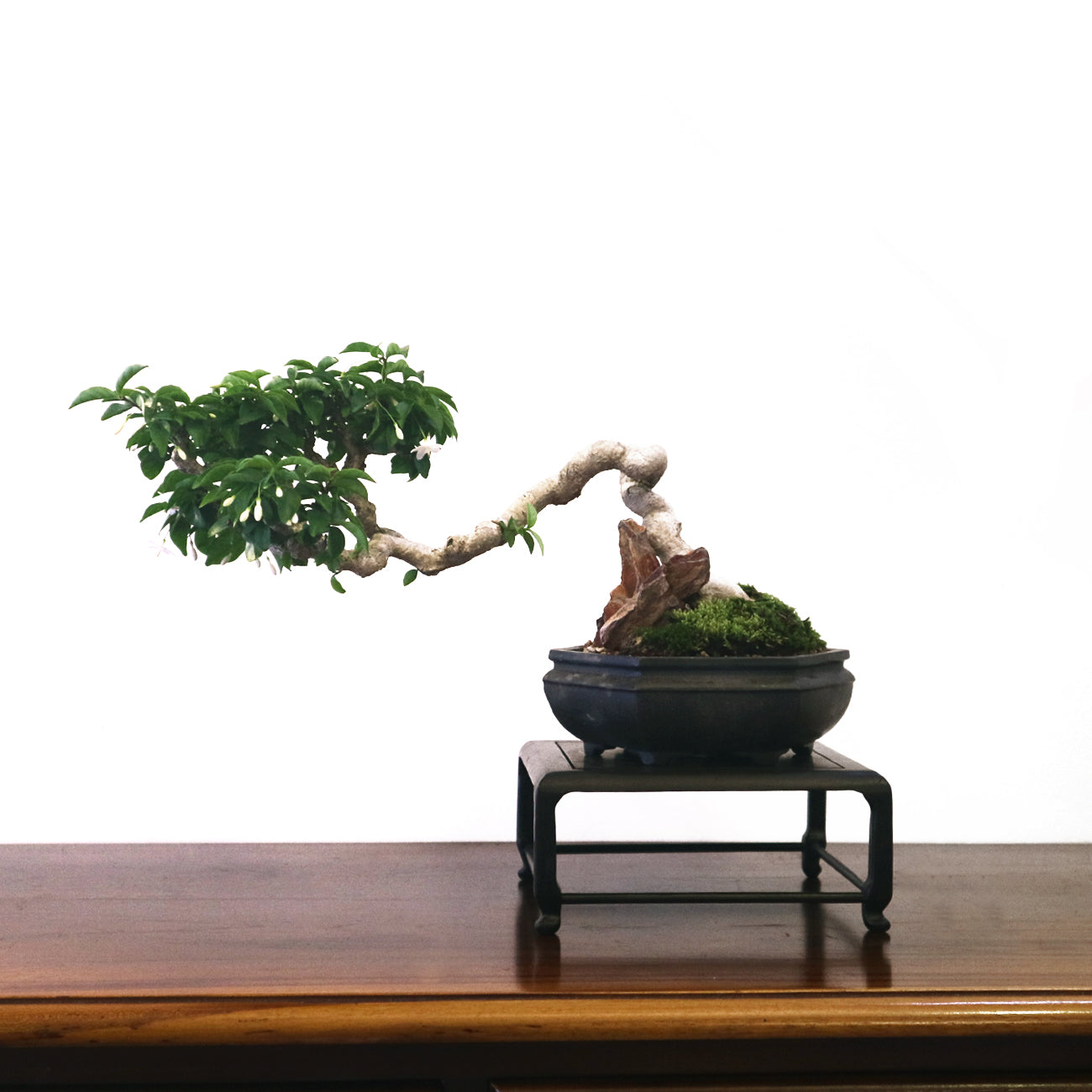Water Jasmine (Purity, Beauty, Modesty)