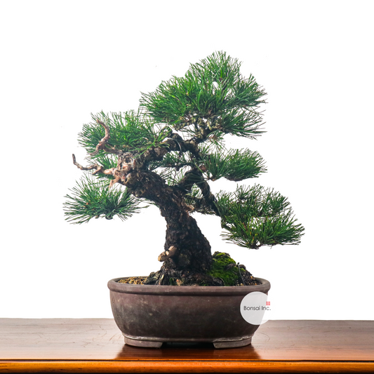 Japanese Black Pine Kuromatsu 日本黑松