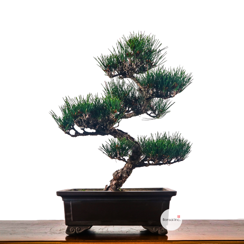 Japanese Black Pine Kuromatsu 日本黑松