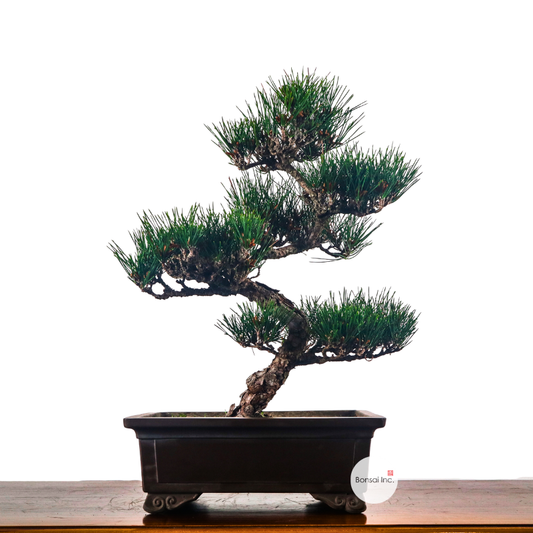 Japanese Black Pine Kuromatsu 日本黑松