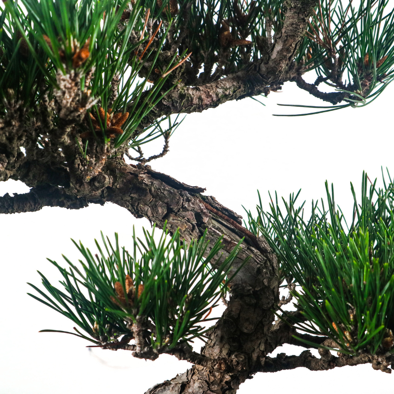 Japanese Black Pine Kuromatsu 日本黑松