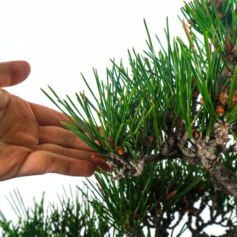 Japanese Black Pine Kuromatsu 日本黑松
