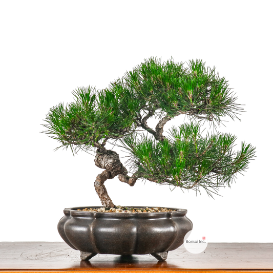 Japanese Black Pine Kuromatsu 日本黑松