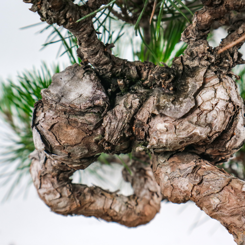 Japanese Black Pine Kuromatsu 日本黑松