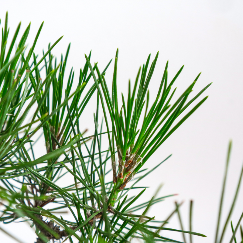 Japanese Black Pine Kuromatsu 日本黑松