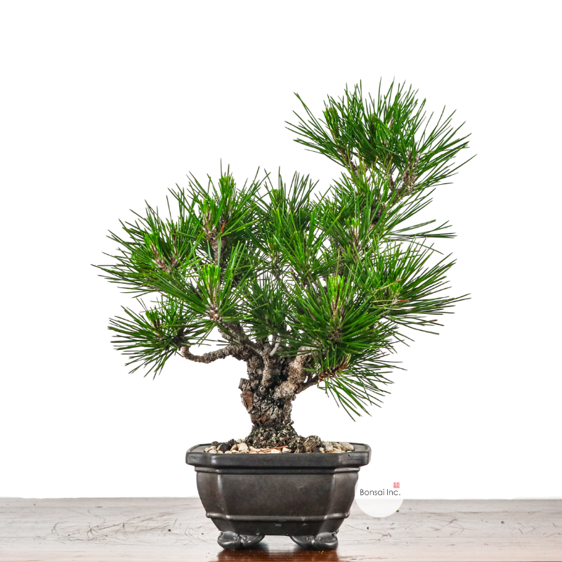 Shohin (Medium) Bonsai