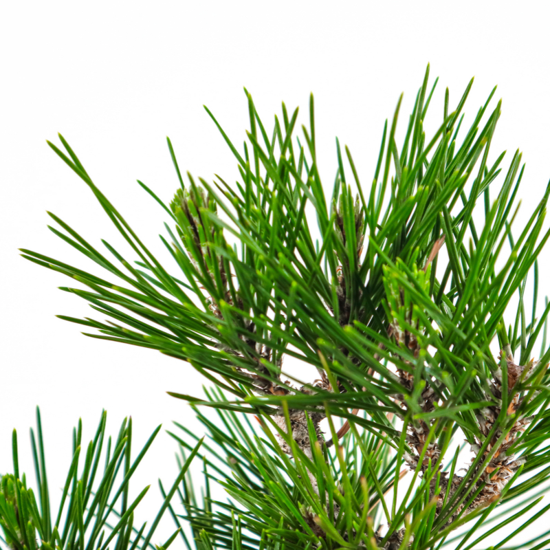 Japanese Black Pine Kuromatsu 日本黑松