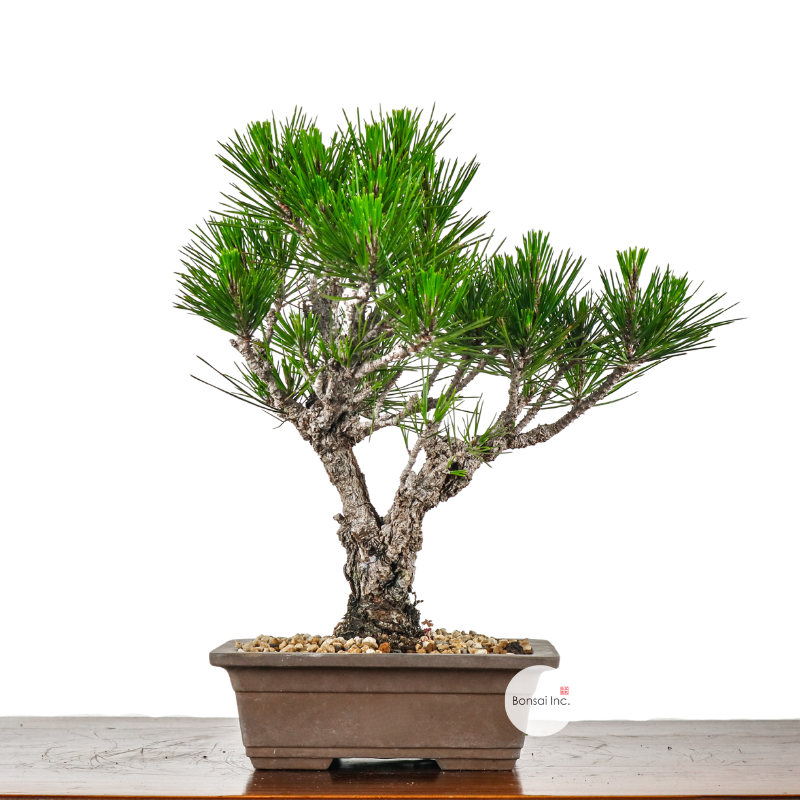 Japanese Black Pine Kuromatsu 日本黑松