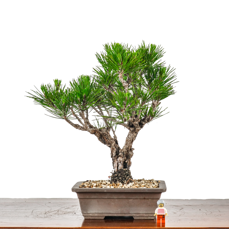 Japanese Black Pine Kuromatsu 日本黑松