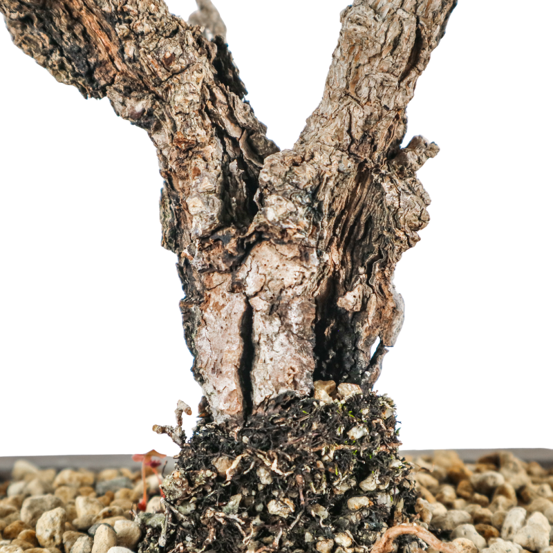 Japanese Black Pine Kuromatsu 日本黑松