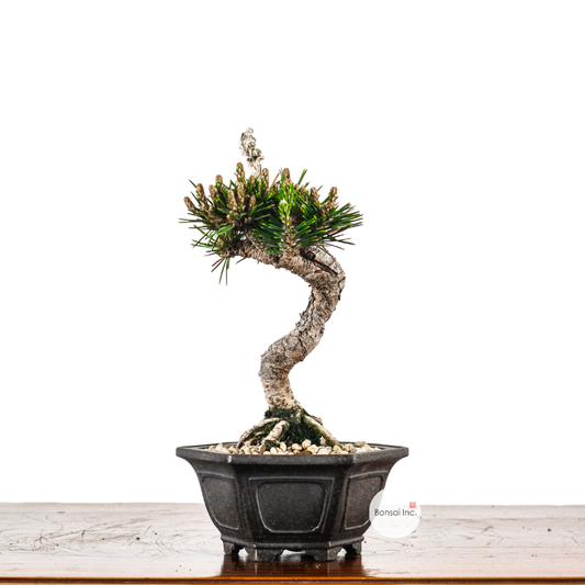 Japanese Black Pine Senjumaru 日本黑松