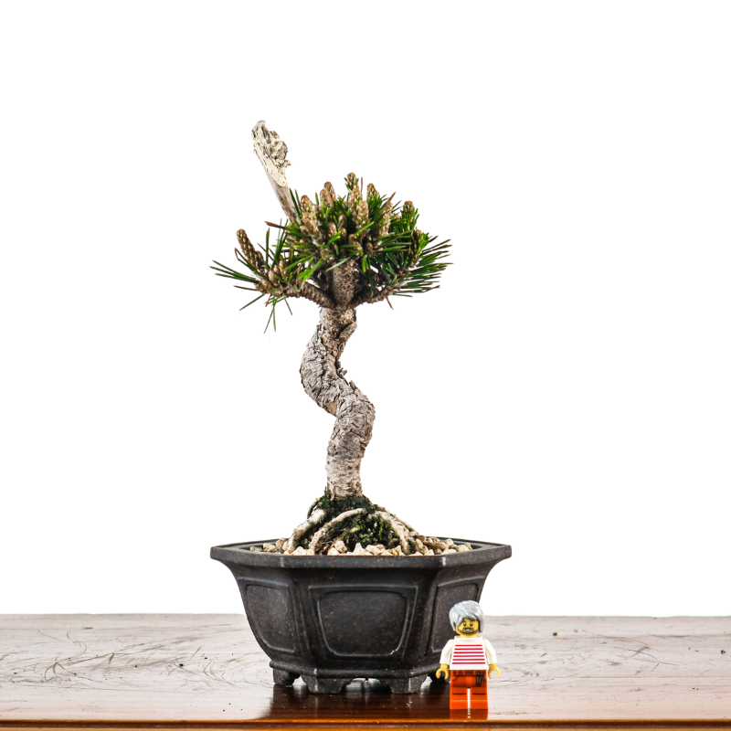 Japanese Black Pine Senjumaru 日本黑松