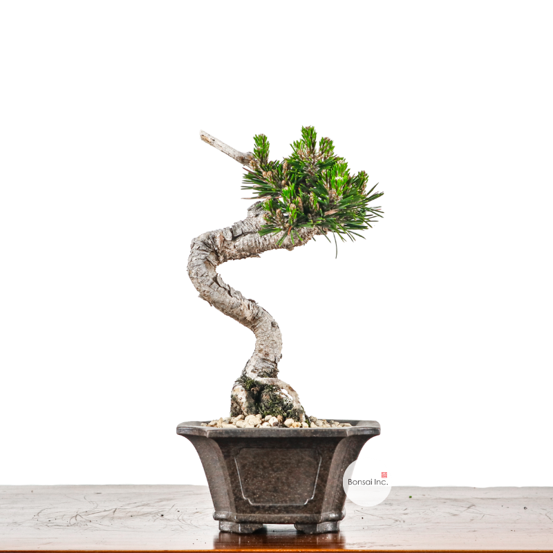 Japanese Black Pine Senjumaru 日本黑松