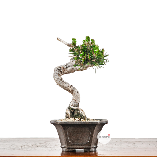 Japanese Black Pine Senjumaru 日本黑松