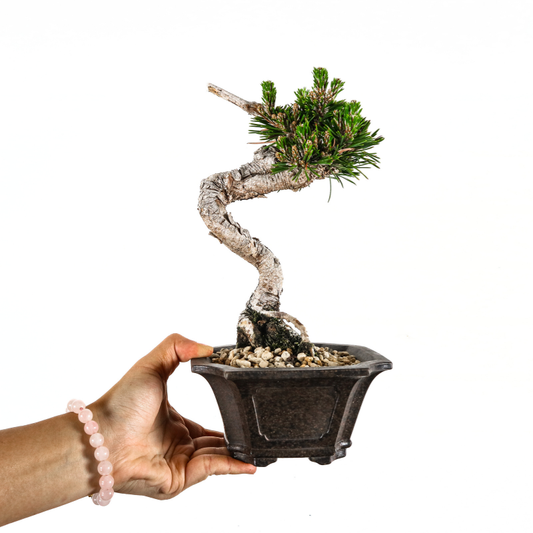 Japanese Black Pine Senjumaru 日本黑松