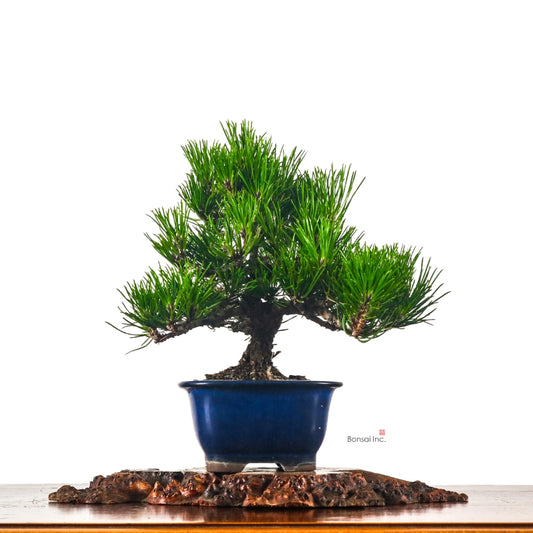 Black Pine