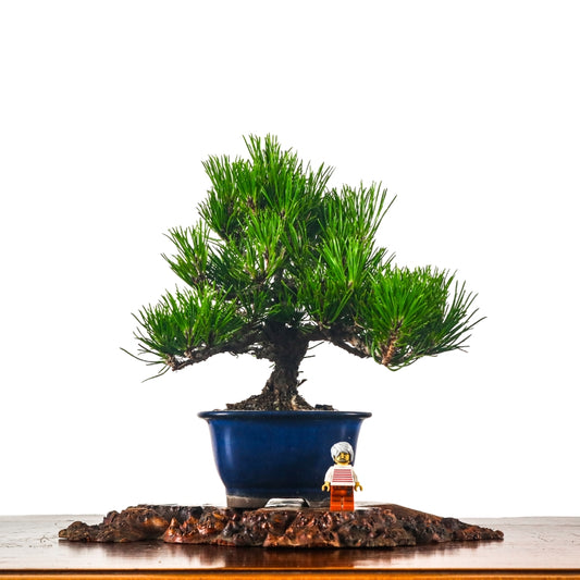 Black Pine