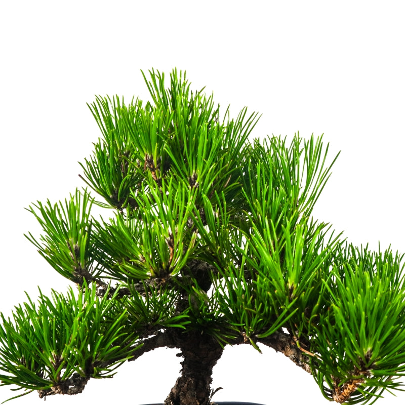 Black Pine