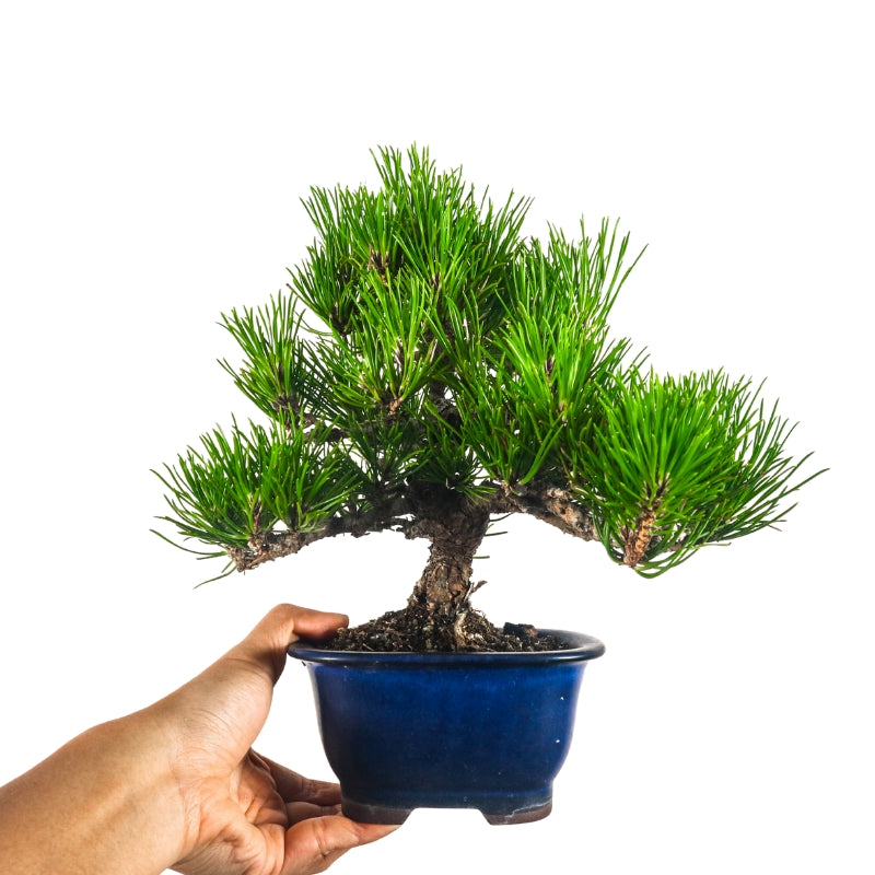 Black Pine