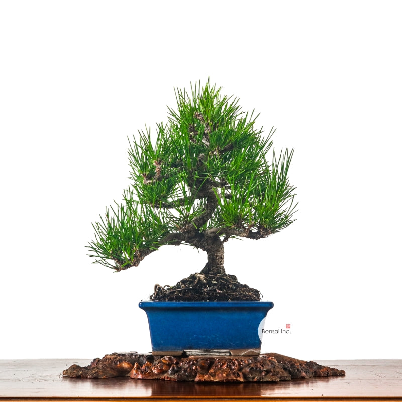 Black Pine