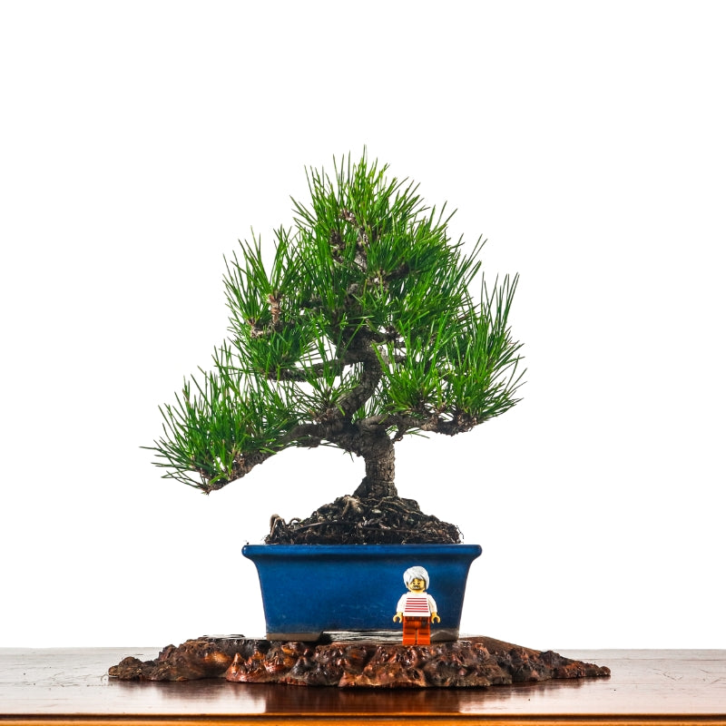 Black Pine