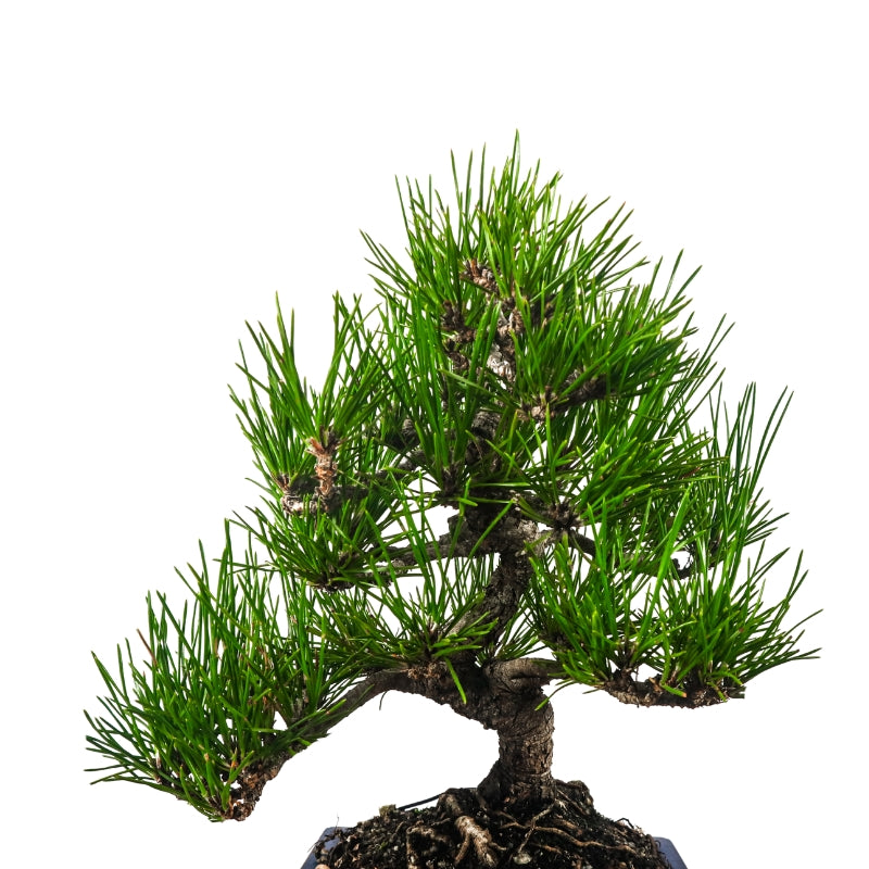 Black Pine