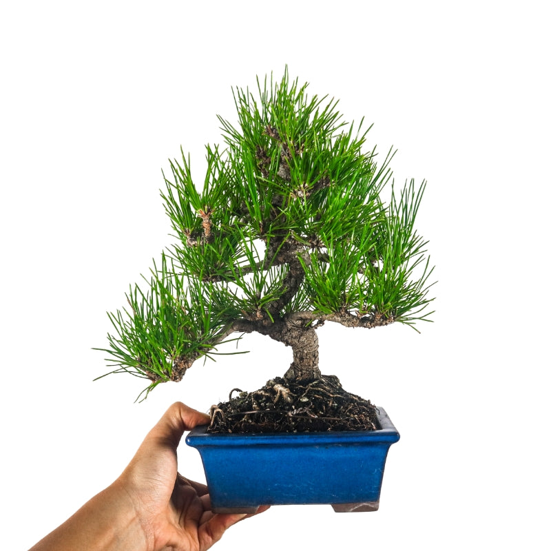Black Pine