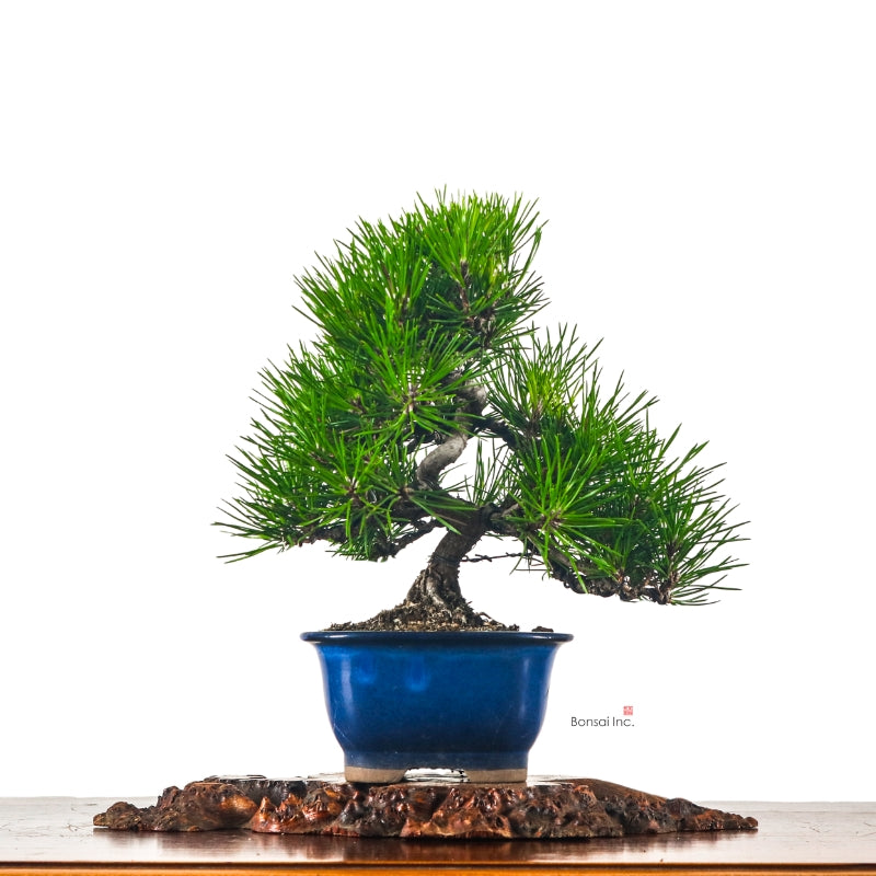 Black Pine
