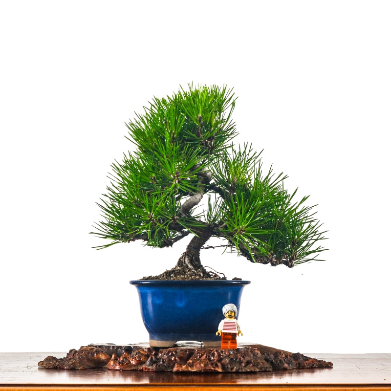Black Pine