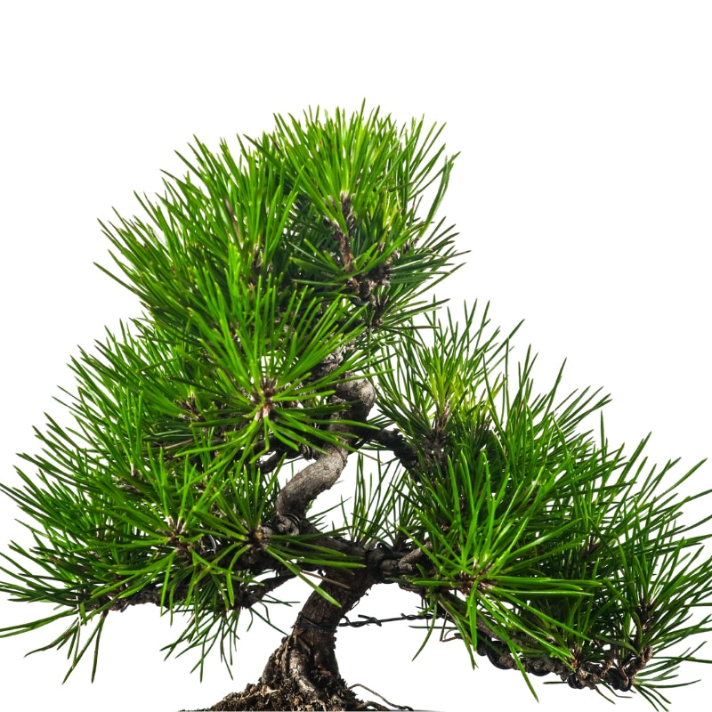 Black Pine