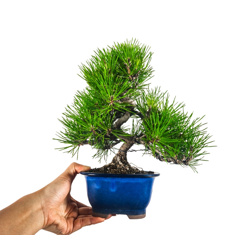 Black Pine