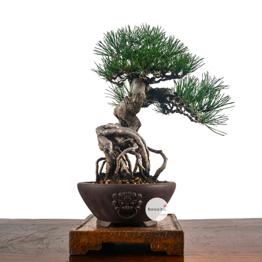 Japanese Black Pine Kuromatsu 日本黑松