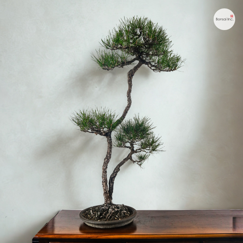Japanese Black Pine Kuromatsu 日本黑松