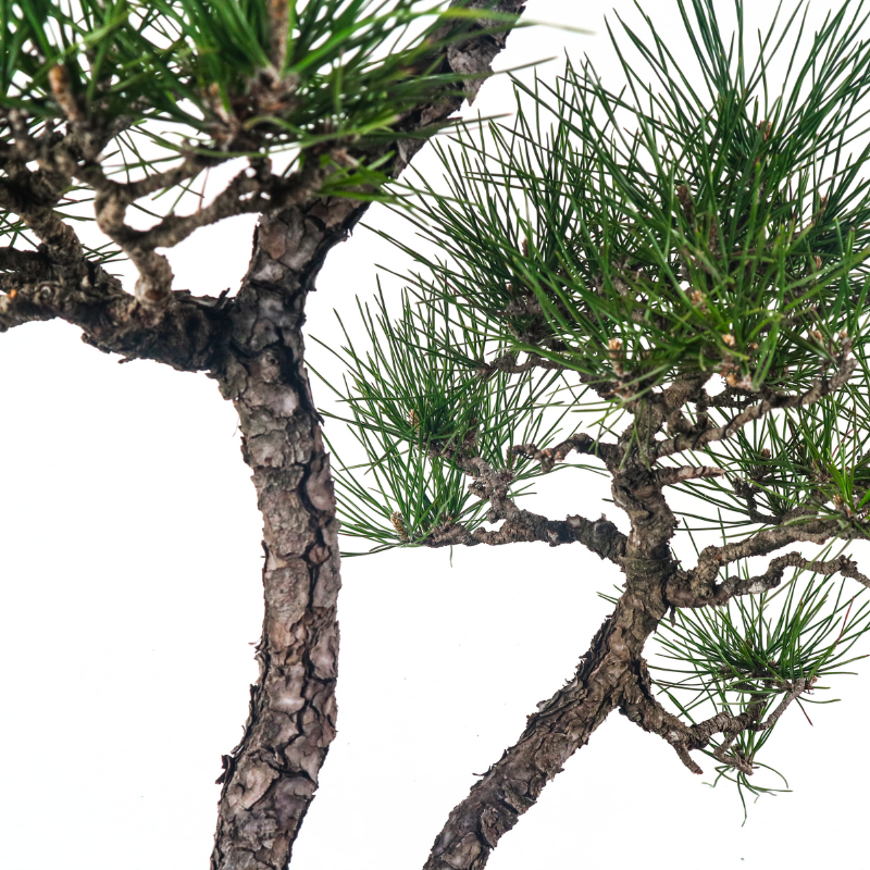 Japanese Black Pine Kuromatsu 日本黑松