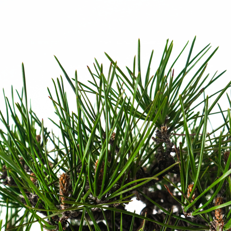 Japanese Black Pine Kuromatsu 日本黑松