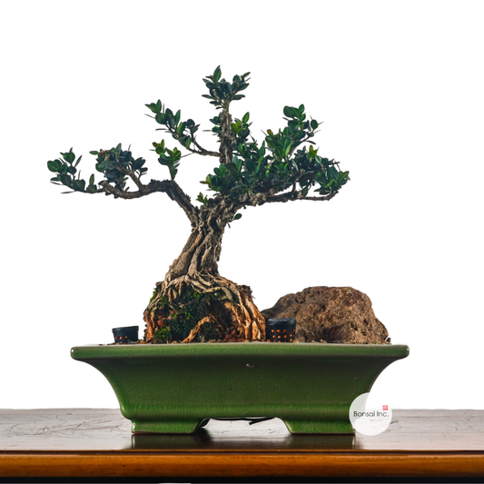 Buxus Harlandii Bonsai 黄杨