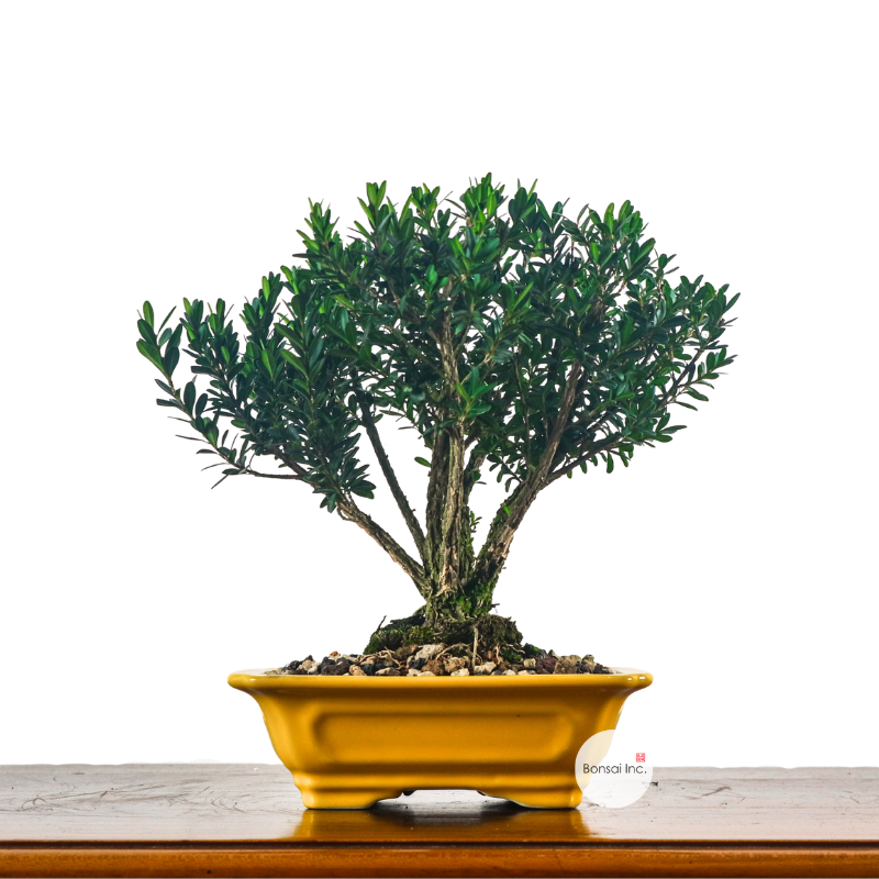 All Bonsai