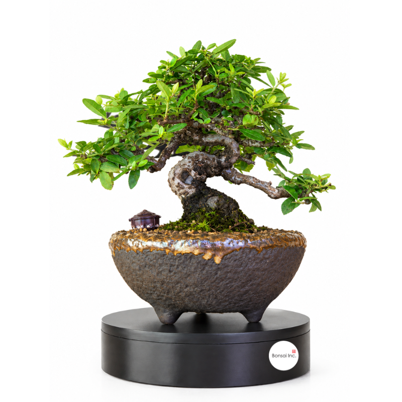 Japanese Firethorn Bonsai 火棘属