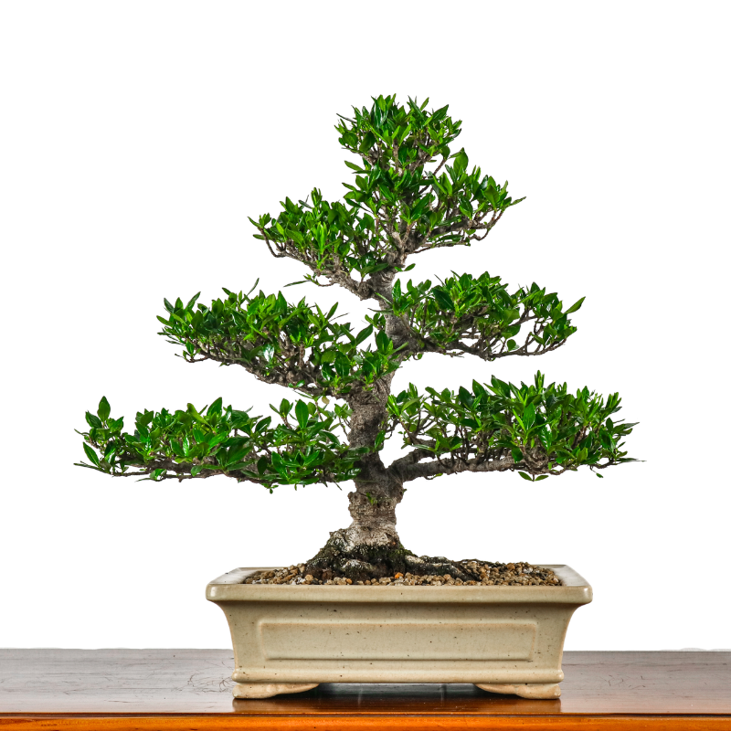 Shohin (Medium) Bonsai