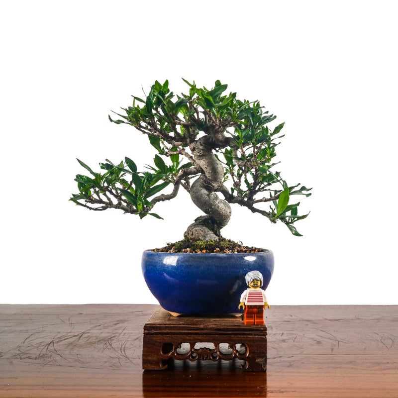 Gardenia Jasminoides Bonsai 栀子